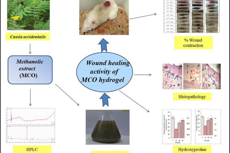 Cassia occidentalis Potentiates wound Healing Process in Type-2 Diabetic Rats