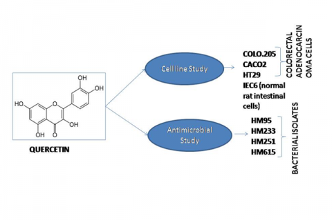 Antibacterial Potential of Quercetin against IBD Bacterial Isolates and Cytotoxicity against Colorectal Cancer