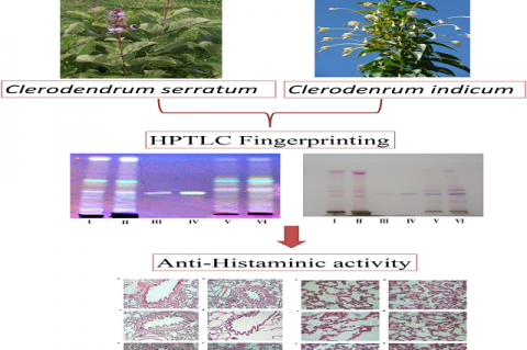 HPTLC Fingerprinting and Anti-asthmatic Activity of Roots of Two Different Sources of Bharangi