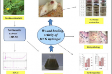 Cassia occidentalis Potentiates wound Healing Process in Type-2 Diabetic Rats