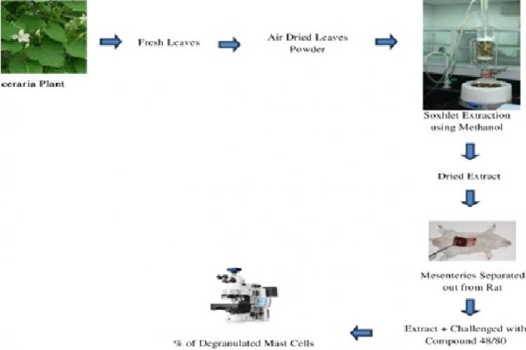 Graphical Abstract