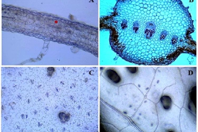 A: T.S. of Lamina ( Palisade cells); B: T.S. of Midrib (Ph- Phloem, Xy- Xylem); C: Stomata(Lower Epidermis); D: Veinlet in young leaf