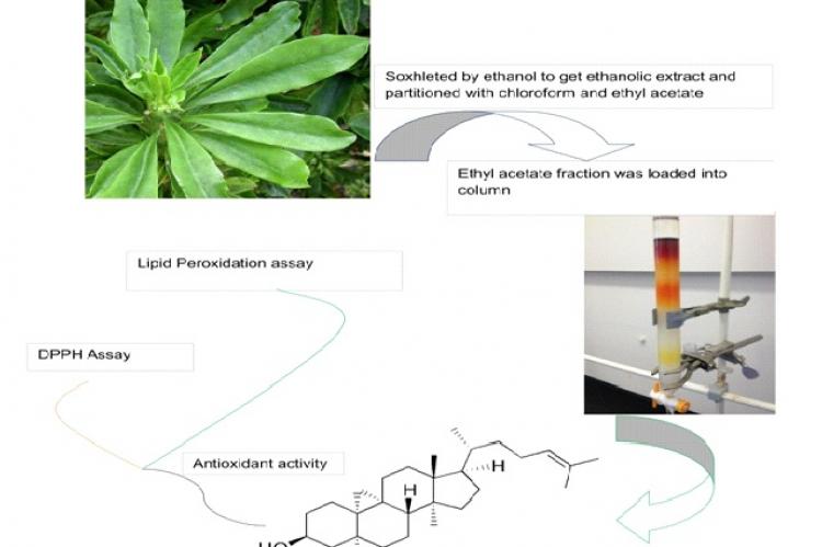 Graphical Abstract
