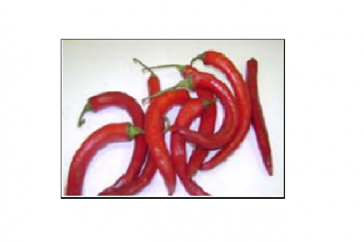 Fruits of Capsicum frutescens.