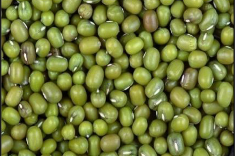 Phaseolus radiatus beans or mungbeans. (Source: https://en.wikipedia.org/wiki/Mung_bean)