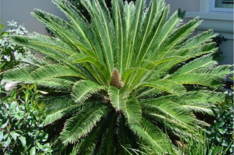 Cycas revoluta.