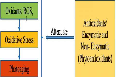 Graphical Abstract