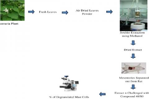 Graphical Abstract