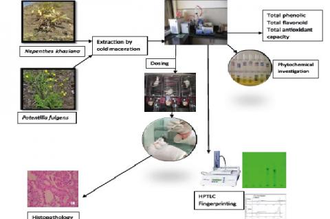 Graphical Abstract
