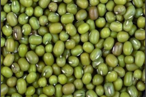 Phaseolus radiatus beans or mungbeans. (Source: https://en.wikipedia.org/wiki/Mung_bean)