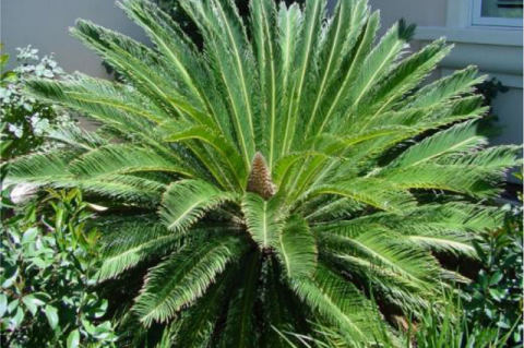 Cycas revoluta.