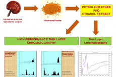 Chromatographic Studies on Extracts of Ganoderma lucidum