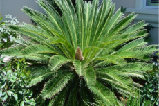 Cycas revoluta.
